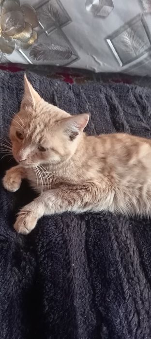 Mushuk kimga kerak hadya qilamiz