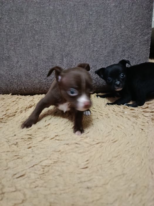 Щенки чихуахуа мальчик и девочка