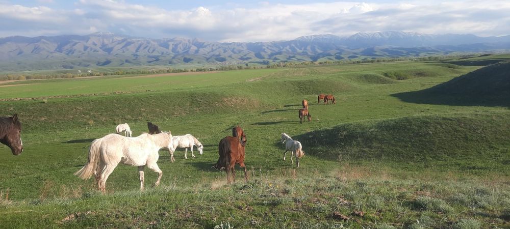 Ассалаумагалейкум пішпе аттар сатылады