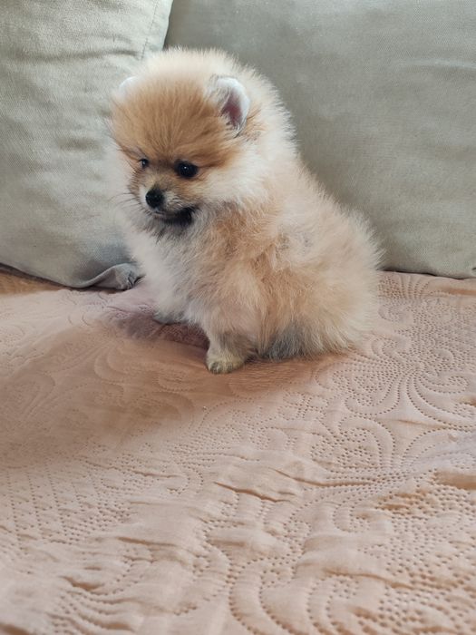 Померан мини мъжко и женско