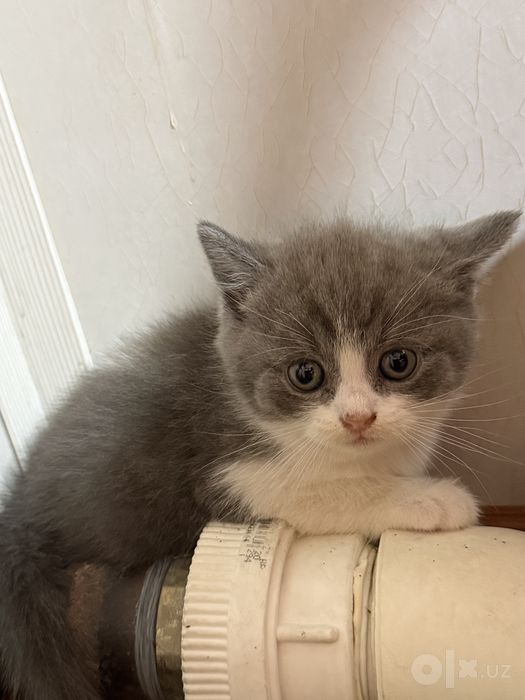 Мушукчалар СОТИЛАДИ. Продаются котята в хорошие руки.