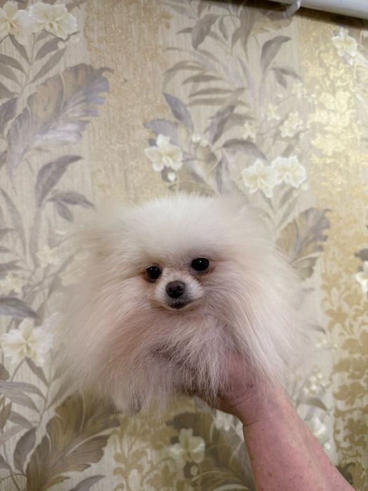 Вязка шпица внс кобеля 1600