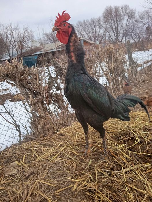 Ассаламу Алейкум! Продам Шолпана