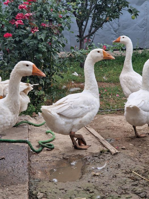 Гуси домашние молодые