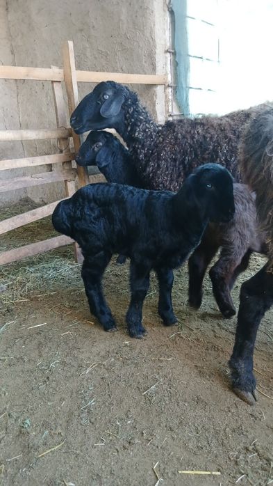 3ta ona bola quylar sotiladi