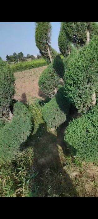 Можжевельник спирал шаклда кесилган арчалар сотилади