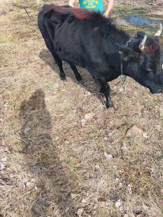 Продам корову первотелку