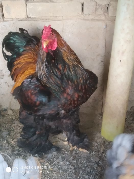 ZOLOTA brama TUXM JOJASI 1 oyligacham