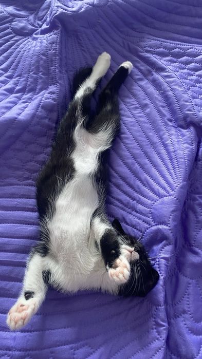 Котенок в добрые руки