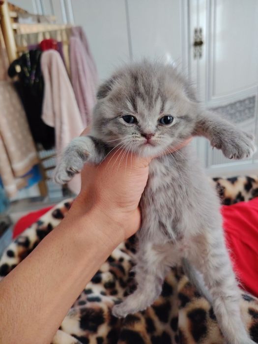 Mushukchalar sotiladi