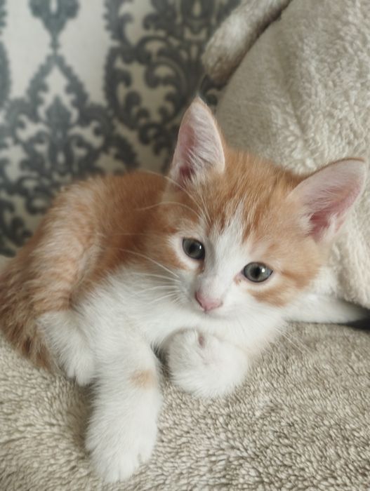 Ласковые котята ищут дом