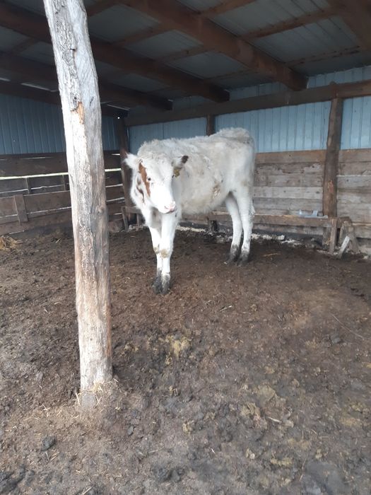 Vand tauras de 5 luni