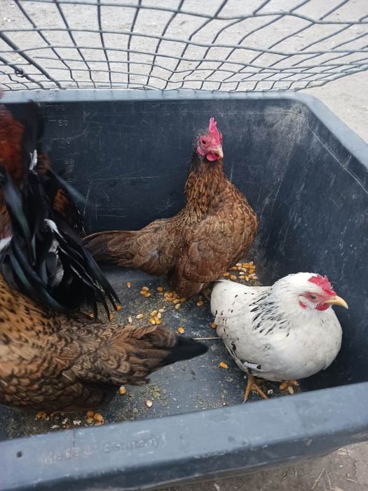 De vânzare cocoși și găini pitici!