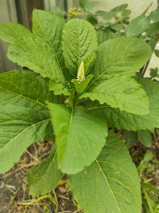 Цветы садовые многолетние