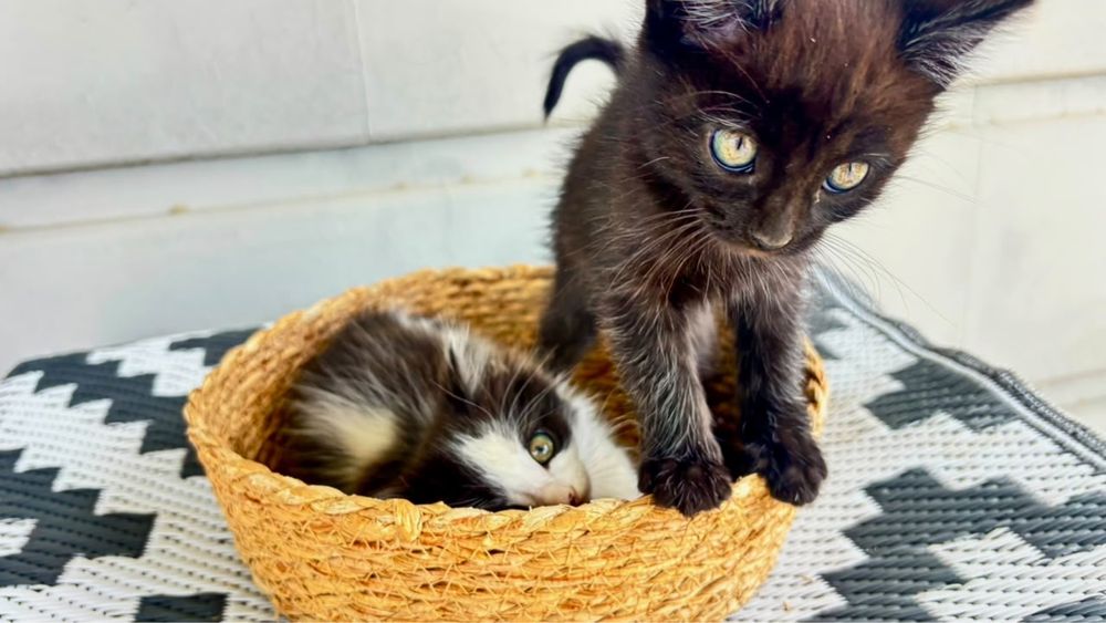 Отдам котят в добрые руки