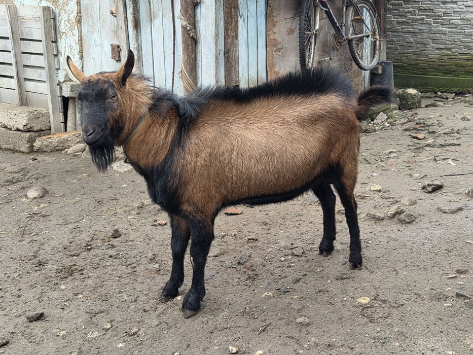 Vând Țap Alpin Francez