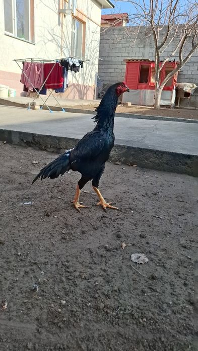 Дакан, бойцов...