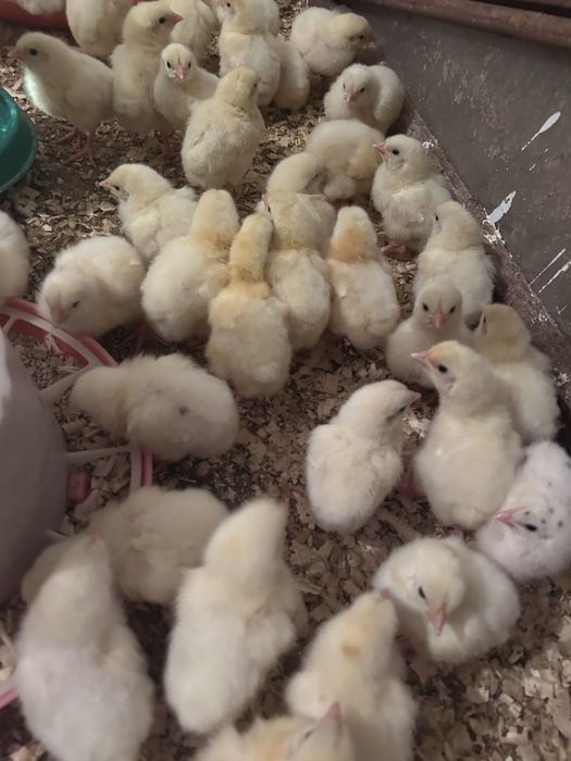 Бройлеры цыплята кобб 500