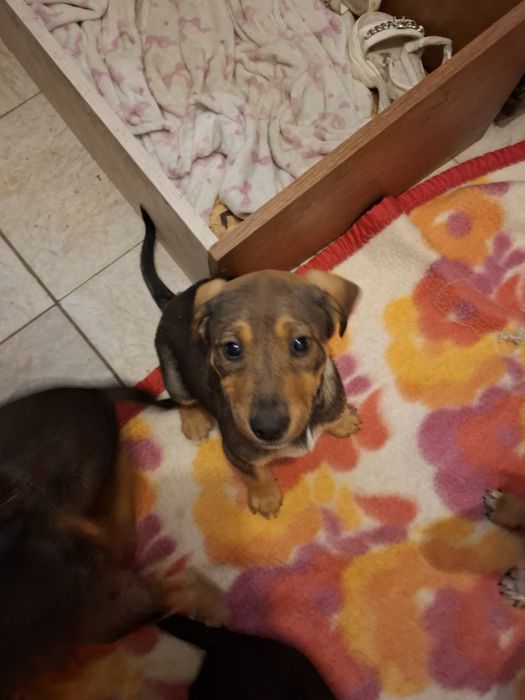 9 малки кученца търсейки си нов дом