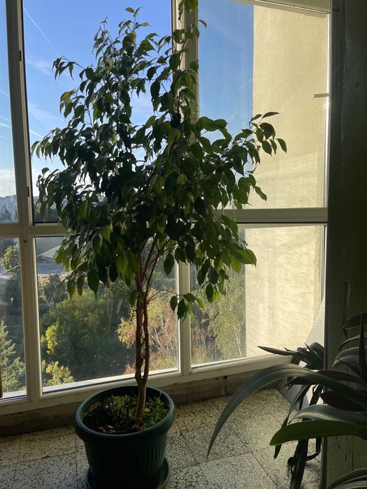 Продавам Фикус Бенджамин