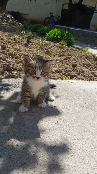 Отдам даром котят в хорошие руки