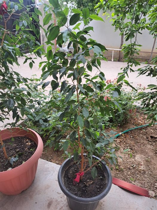 Комнатные растения