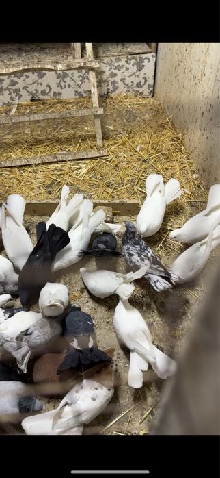 Голуби. Ширакохвостые взрослые и молодые