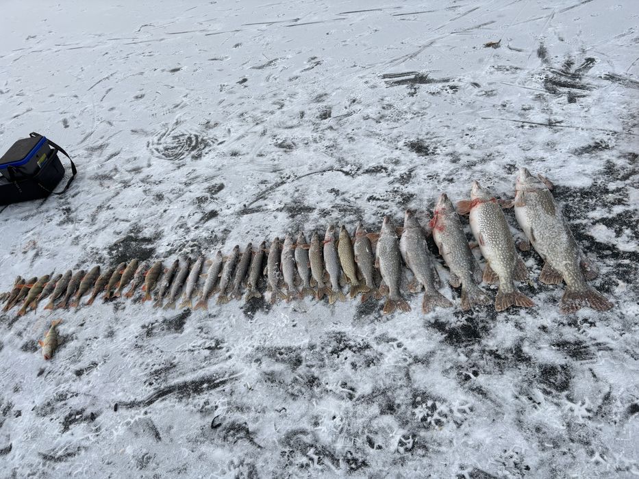 Живец карась всегда в наличии