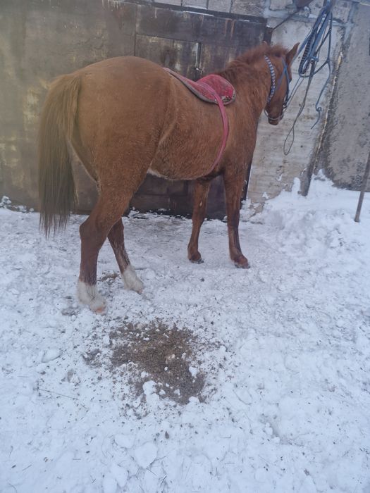 Продам жеребецов