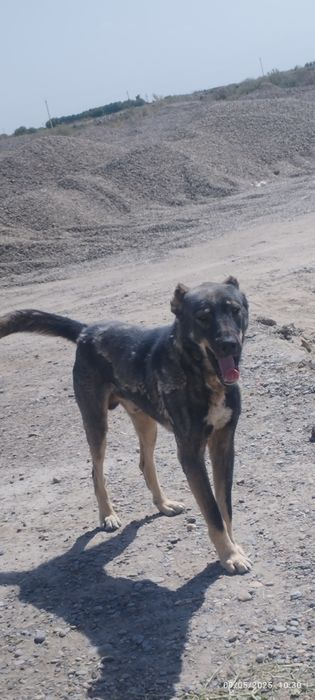 Qoʻriqchi it yuvosh va baquvvat alabay sotiladi