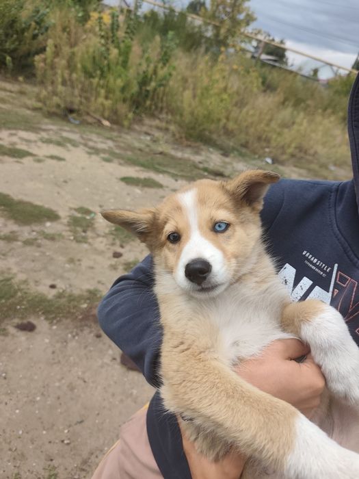Щенок мальчик бесплатно