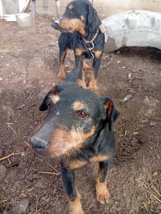 Яктирер овчи итлар