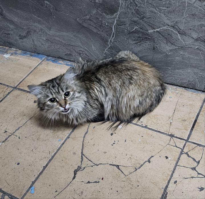 Помогите с простройством котенка