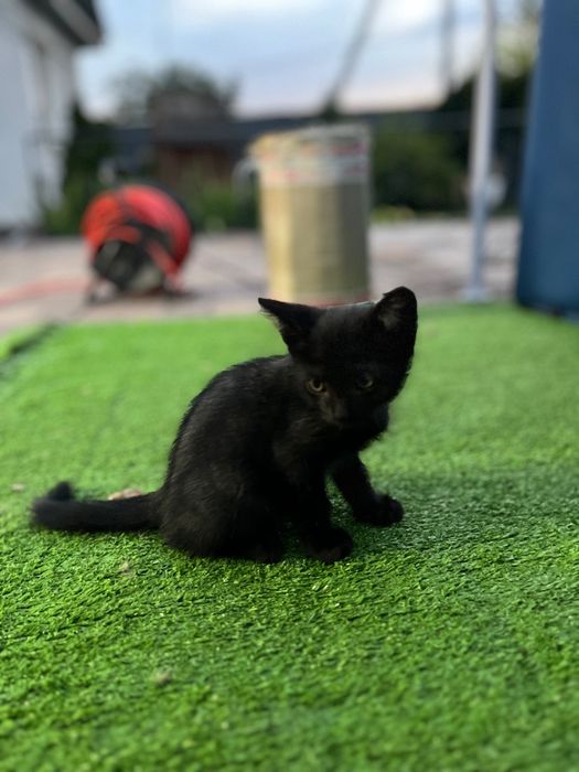 Котята 2 месяца ,игривые