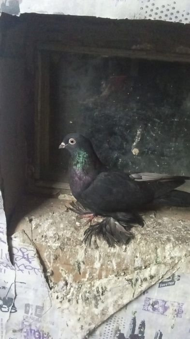 Срочно продам галубей