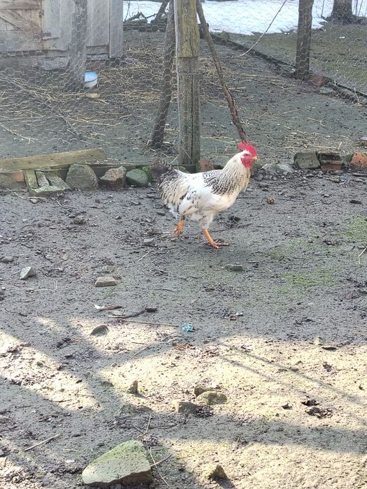 De vânzare  cocoși