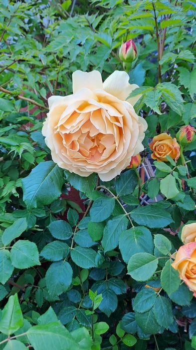 Продажба двустаен апартаменти