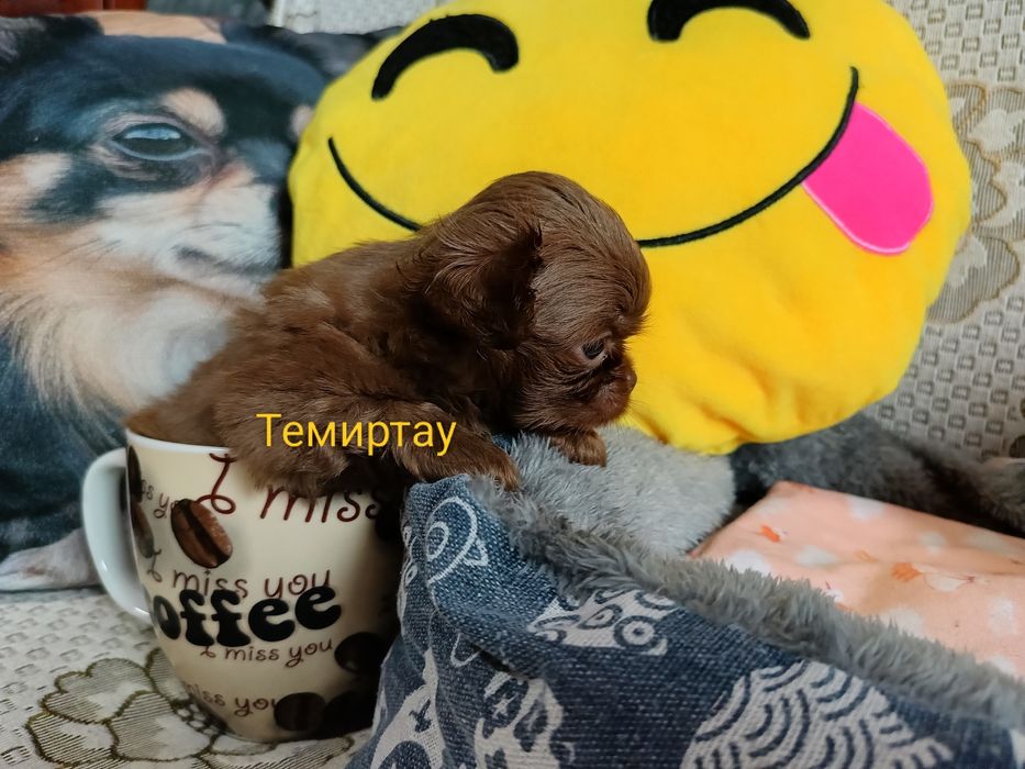 Шикарный малыш чихуахуа