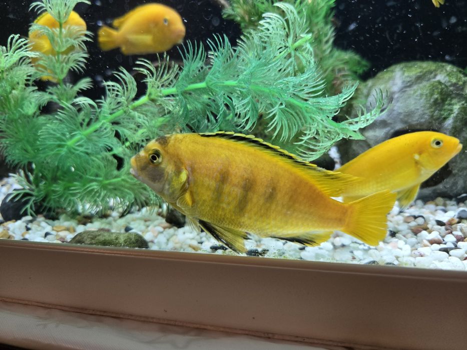 Африкански цихлиди