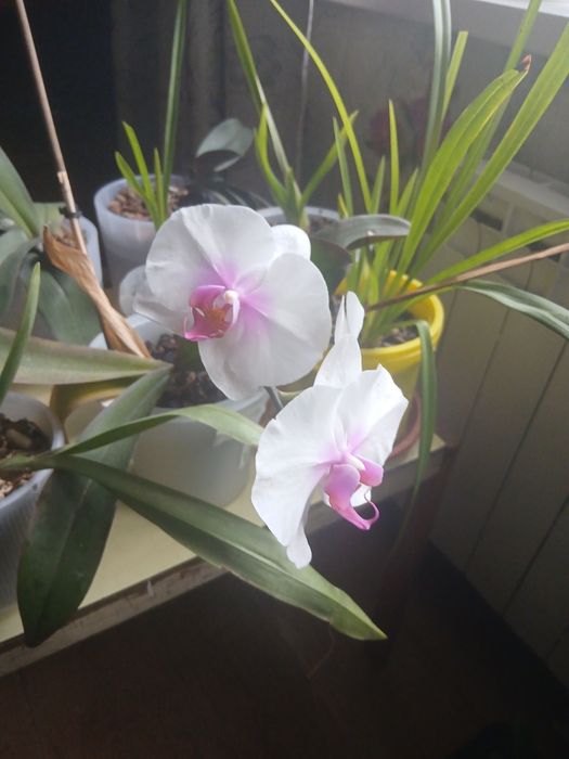 Продам комнатные цветы