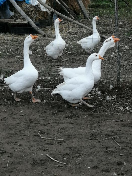 Gaste lesesti africane