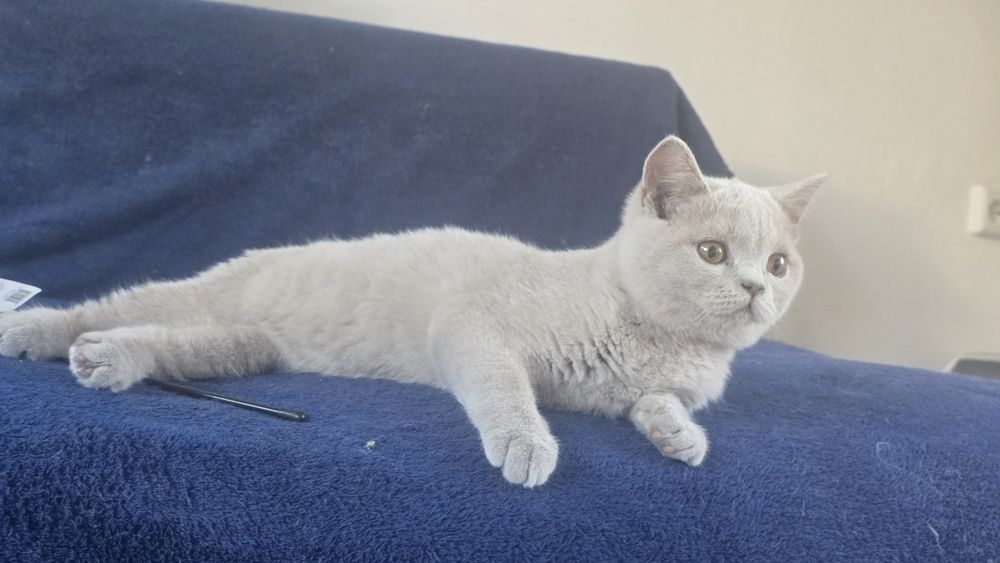 British shorthair lilac