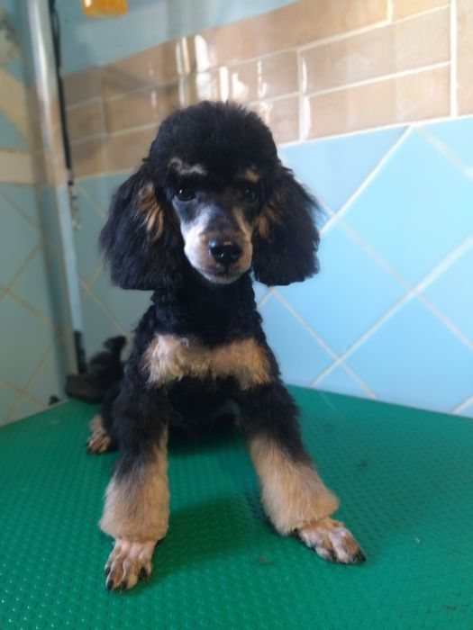 Щенки той пудель