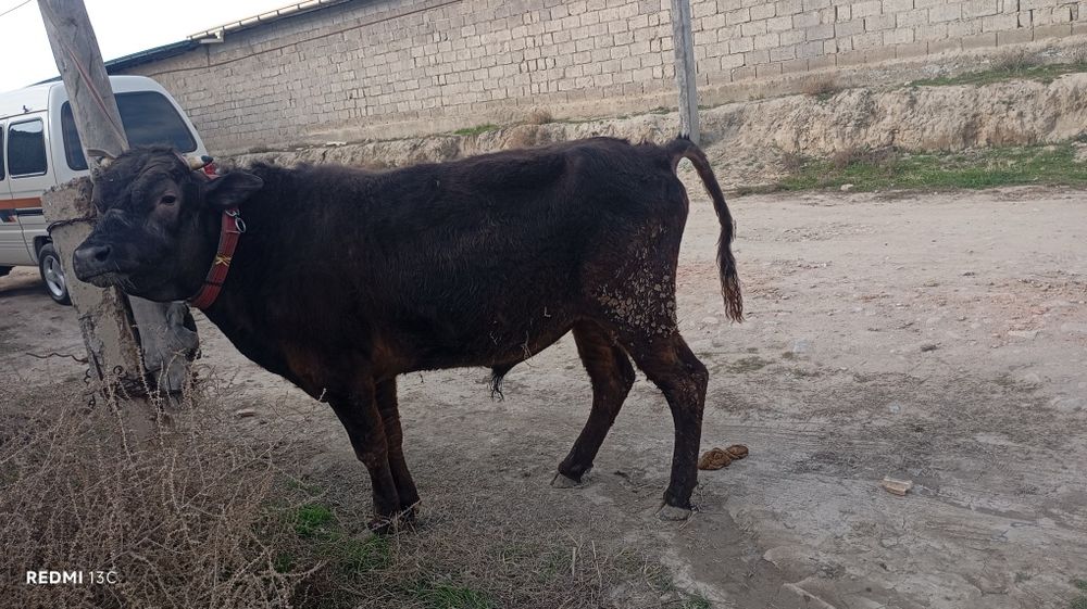 3 та Хукзлар сотилади