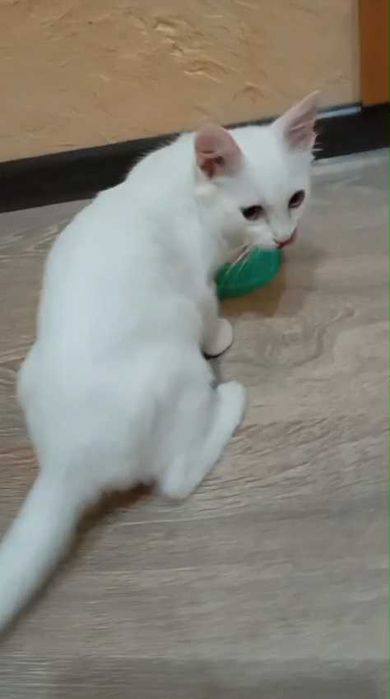 Ищем любящих хозяев