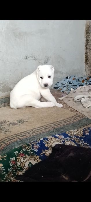 Алабай # мальчик #
