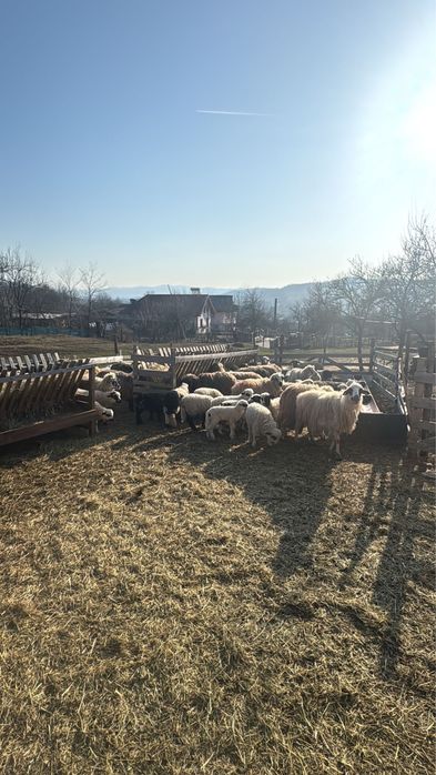 Vand oi cu miei 45 bucati