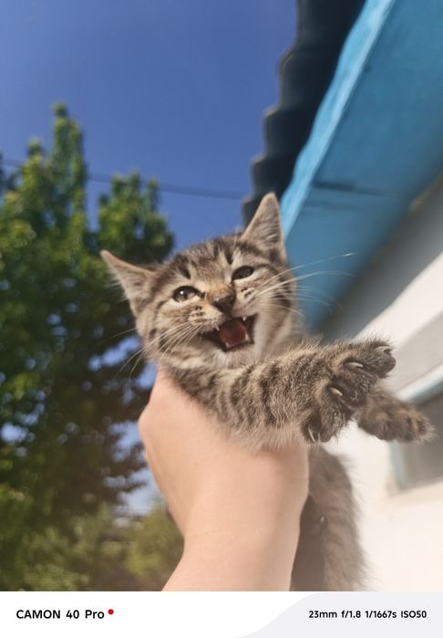 Котята, в добрые руки