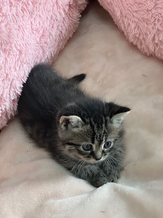 Продам котенок мальчик