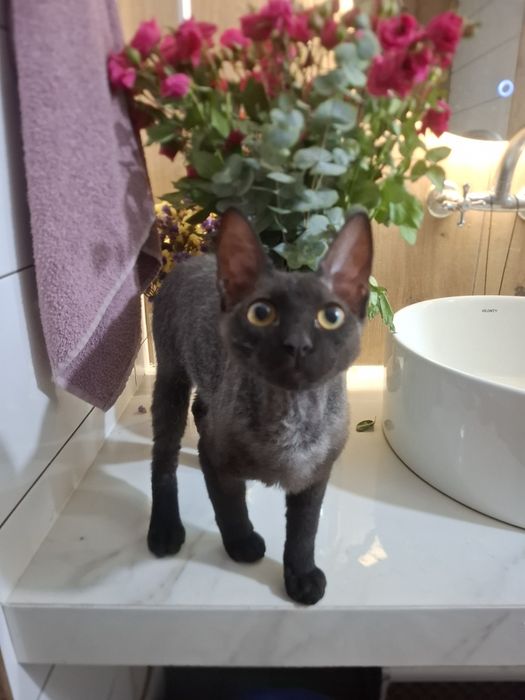 Сфинкс браш в добрые руки